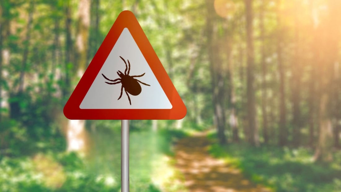 Disease-causing tick on a forest walk, tick bite prevention and recognition.